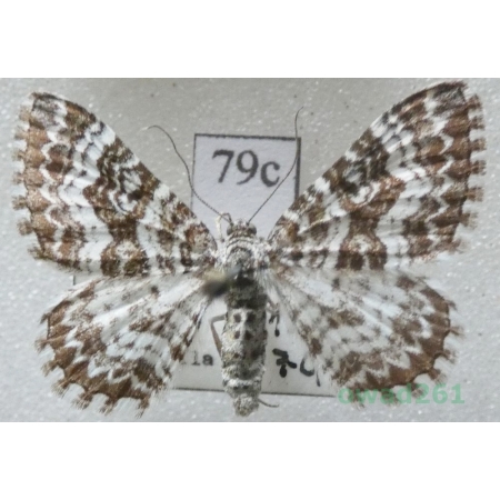 Epirrhoe pupillata (Thunberg, 1788) Slovakia79c